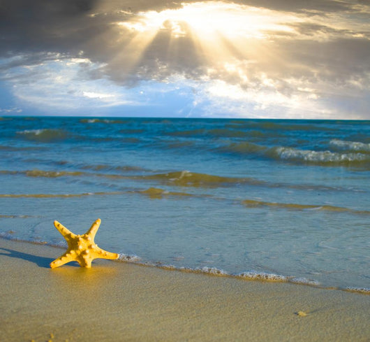 Sea Star Beach Sand