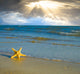 Sea Star Beach Sand