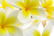 Frangipani Flowers