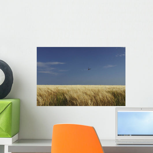 A Swallow Flying Low Over A Barley Field Wall Mural