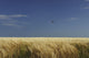 A Swallow Flying Low Over A Barley Field Wall Mural