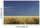 A Swallow Flying Low Over A Barley Field Wall Mural