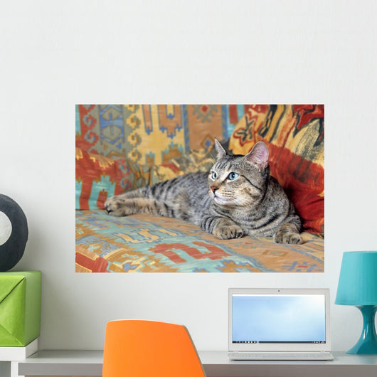 gray pixie bob lying on a couch in bright colors Wall Mural
