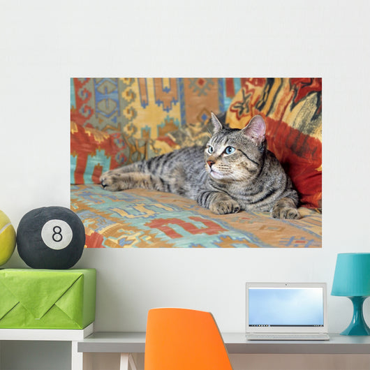 gray pixie bob lying on a couch in bright colors Wall Mural