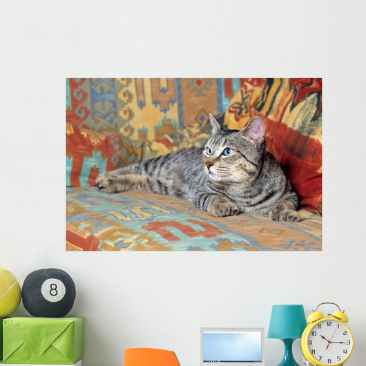 gray pixie bob lying on a couch in bright colors Wall Mural