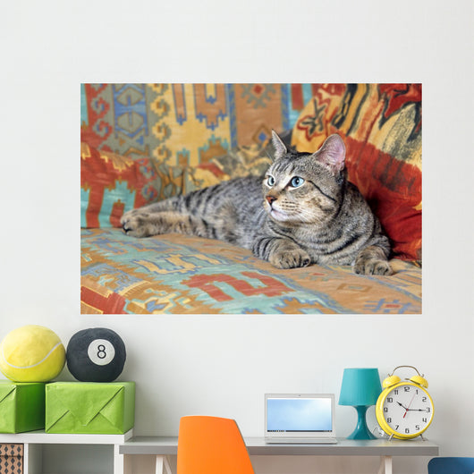gray pixie bob lying on a couch in bright colors Wall Mural