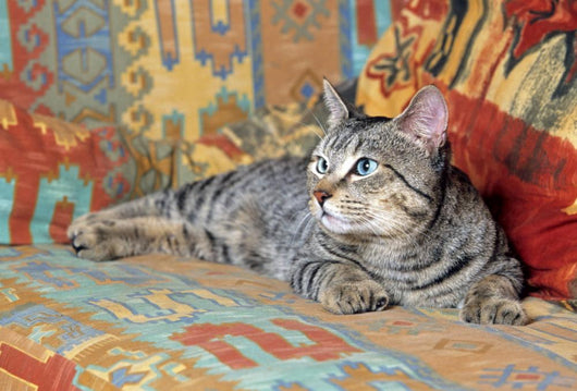 gray pixie bob lying on a couch in bright colors Wall Mural
