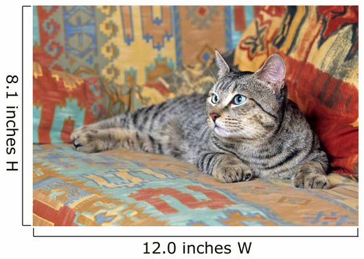 gray pixie bob lying on a couch in bright colors Wall Mural