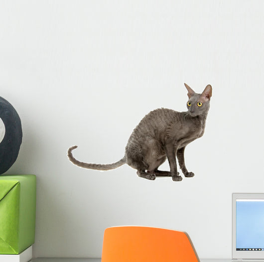 cornish rex cat isolated on white Wall Decal