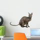 cornish rex cat isolated on white Wall Decal