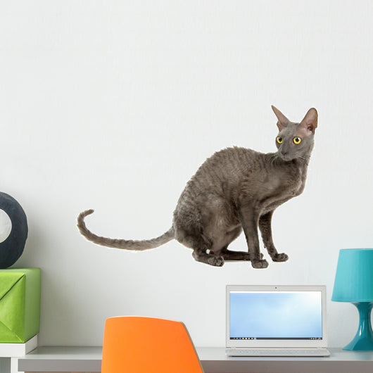 cornish rex cat isolated on white Wall Decal