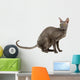 cornish rex cat isolated on white Wall Decal