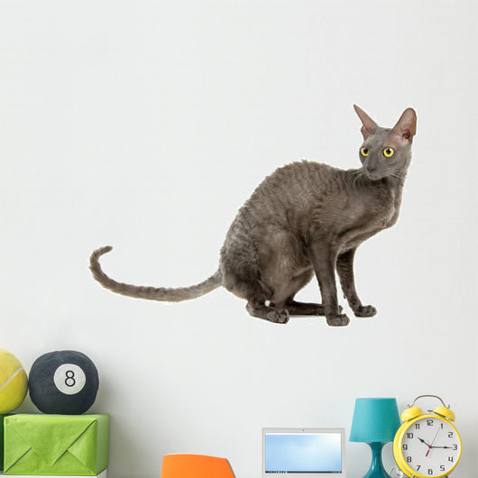 cornish rex cat isolated on white Wall Decal