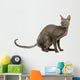 cornish rex cat isolated on white Wall Decal