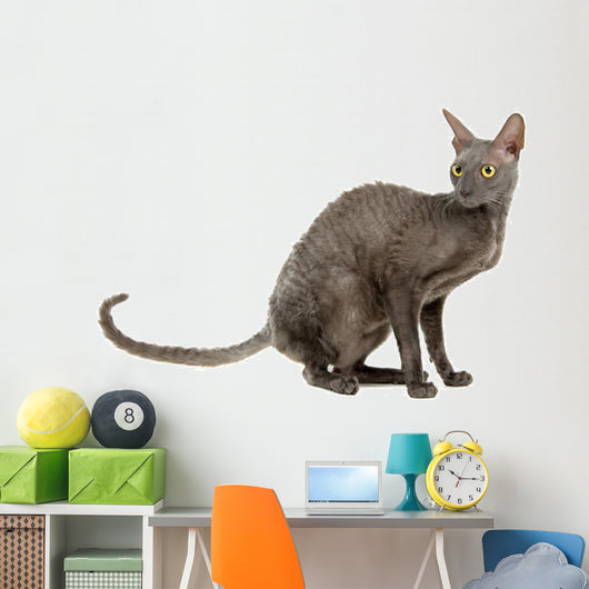cornish rex cat isolated on white Wall Decal