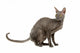 cornish rex cat isolated on white Wall Decal