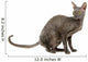cornish rex cat isolated on white Wall Decal