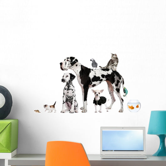 Group Pets Standing Front