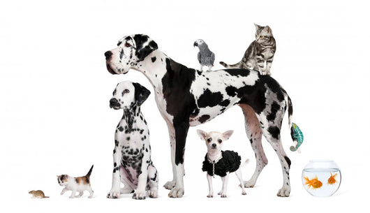 Group Pets Standing Front