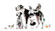 Group Pets Standing Front