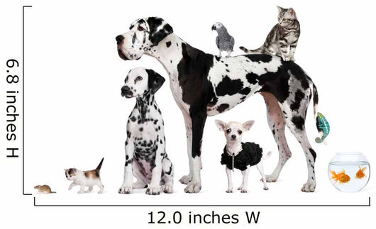 Group Pets Standing Front