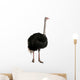 Portrait of male ostrich, standing against white background Wall Decal