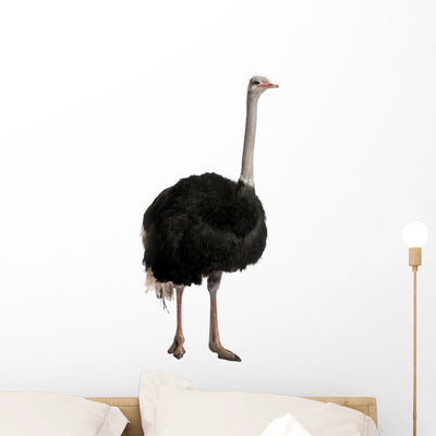 Portrait Male Ostrich Standing Wall Decal shown on a wall