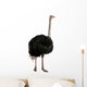 Portrait of male ostrich, standing against white background Wall Decal