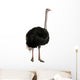 Portrait of male ostrich, standing against white background Wall Decal