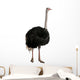 Portrait of male ostrich, standing against white background Wall Decal
