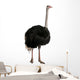 Portrait of male ostrich, standing against white background Wall Decal