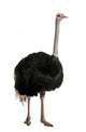 Portrait of male ostrich, standing against white background Wall Decal