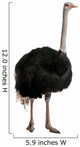 Portrait of male ostrich, standing against white background Wall Decal