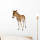 Portrait Foal Standing Front
