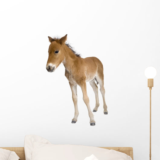 Portrait Foal Standing Front