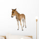 Portrait Foal Standing Front