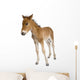 Portrait Foal Standing Front