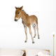 Portrait Foal Standing Front