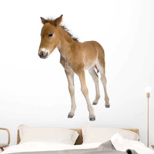 Portrait Foal Standing Front