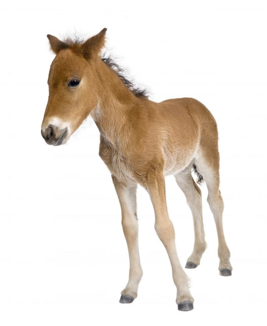 Portrait Foal Standing Front
