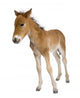 Portrait Foal Standing Front