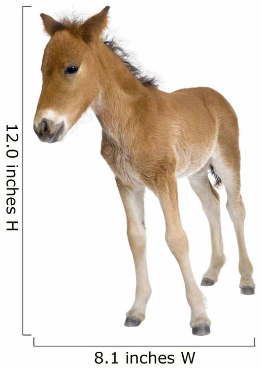 Portrait Foal Standing Front