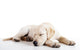 Cute labrador dog Wall Decal