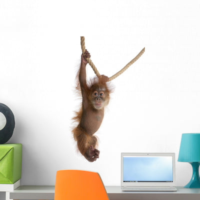 Sumatran Orangutan Hanging from Wall Decal shown on a wall