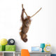 Sumatran Orangutan Hanging From Rope Wall Decal