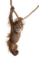 Sumatran Orangutan Hanging From Rope Wall Decal