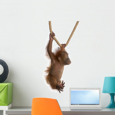 Sumatran Orangutan Hanging from Wall Decal Design 4 shown on a wall