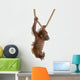 Sumatran Orangutan Hanging from Wall Decal Design 4