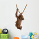 Sumatran Orangutan Hanging from Wall Decal Design 4