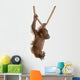 Sumatran Orangutan Hanging from Wall Decal Design 4